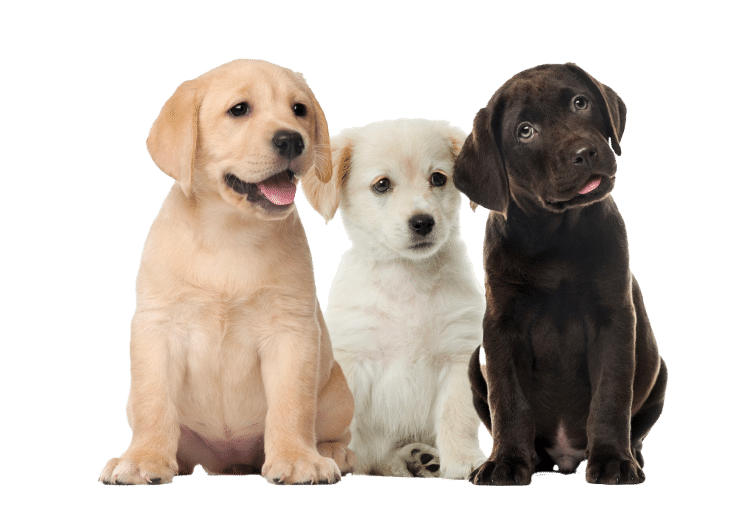 3-lab-puppies